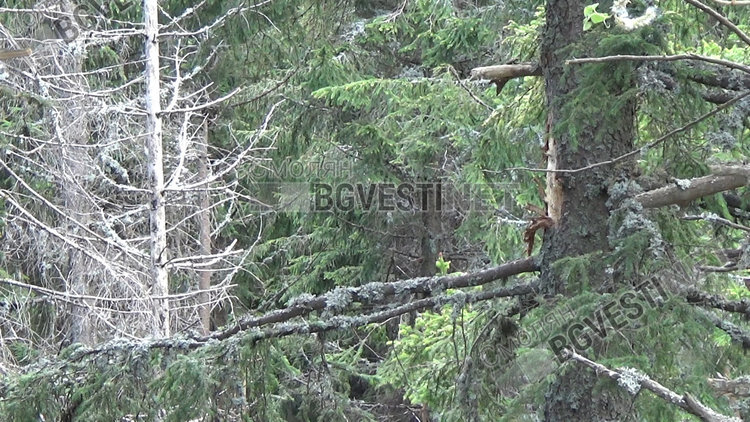  Колата на Димитър е летяла почти сто метра през дърветата 