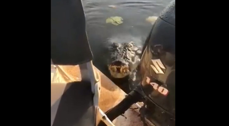 Да ти скочи крокодил в лодката, докато го снимаш (видео)