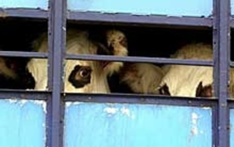Специализирана операция на полицията:на мушка джамбази и джигити