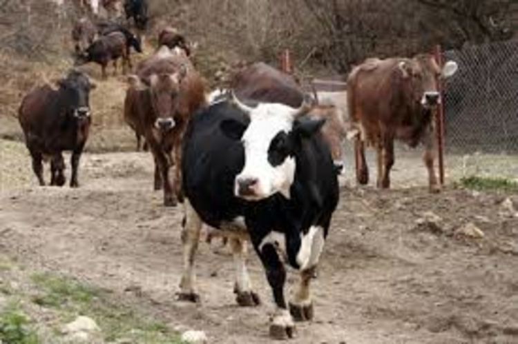 Полицията разследва кражба на девет крави край Мугла