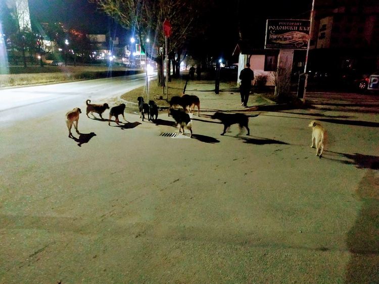 На вниманието на община Смолян: Глутници кучета скитат из града!
