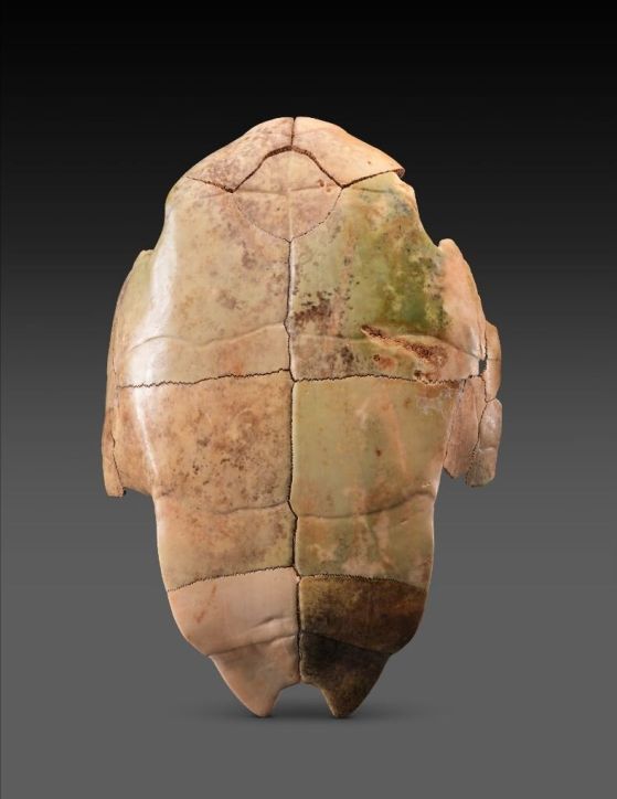 Археологическият обект датира от периода на бронзовата епоха на династията Шан, между около 1600 и 1000 г. пр. Тази черупка от костенурка може да е била използвана за гадаене.