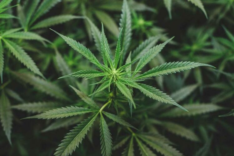 36-годишен столичанин е задържан за управление на автомобил след употреба на наркотични вещества