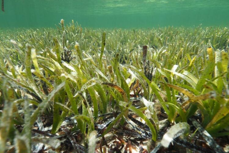 Учени откриха 1400-годишна морска трева в Балтийско море