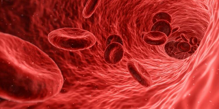 Кръвта на дълголетниците е с някои значими разлики