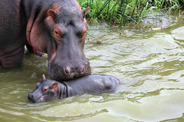 Хипопотамче джудже се роди в зоопарка в Единбург