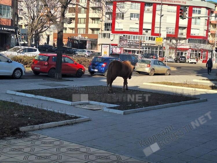 В града на „индианците от племето дакота” коне се разхождат и пасат в градинките безпрепятствено