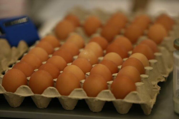 Фермери ще могат да продават директно мляко, яйца и месо при нови правила